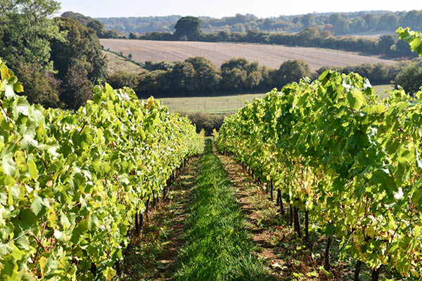 Coates & Seely Hampshire Vineyard