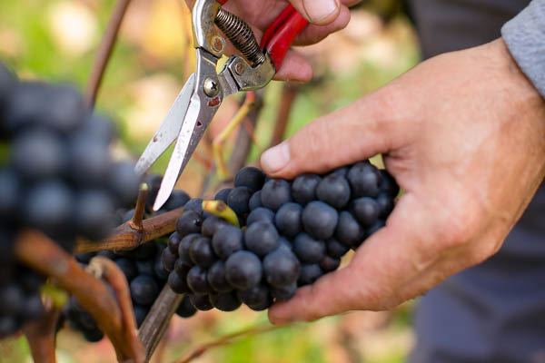 Pinot Noir Harvest