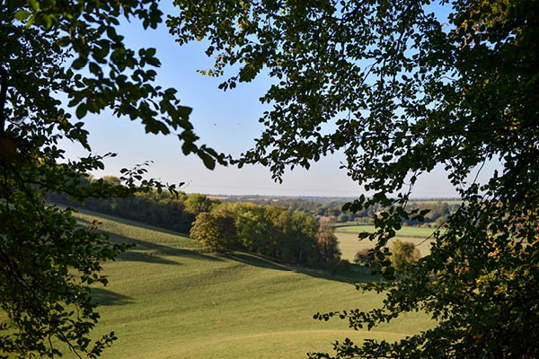 Coates & Seely Hampshire Vineyard