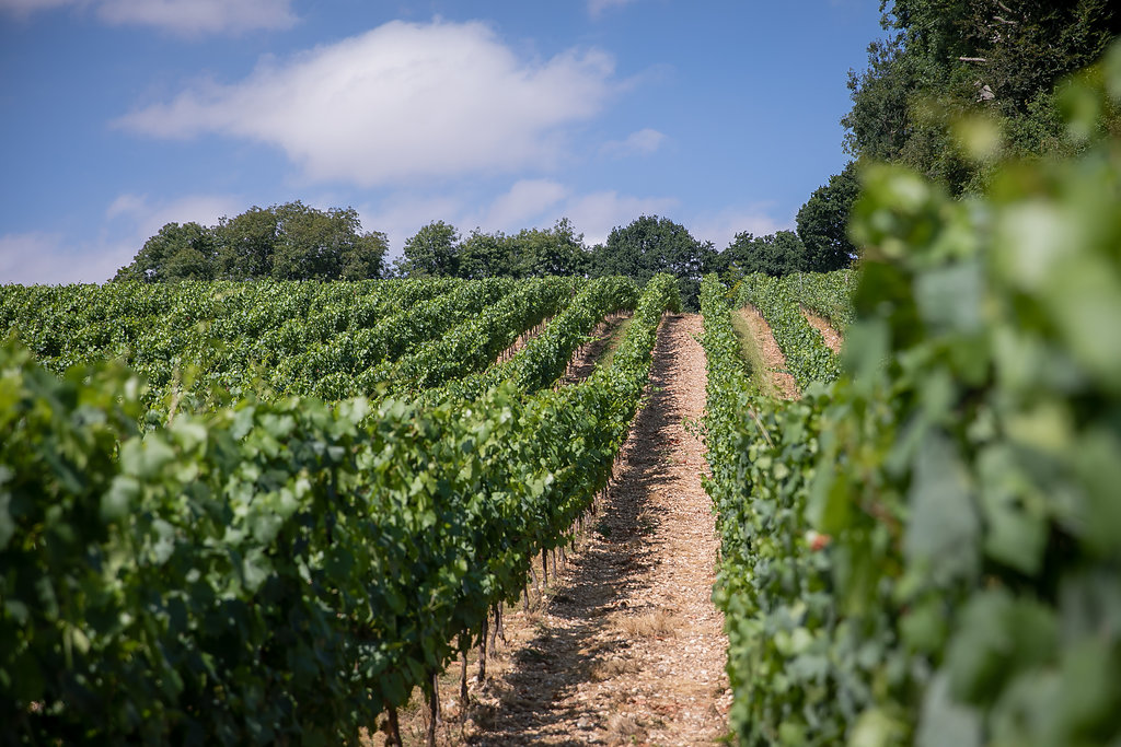 Best English Sparkling Wine to buy direct