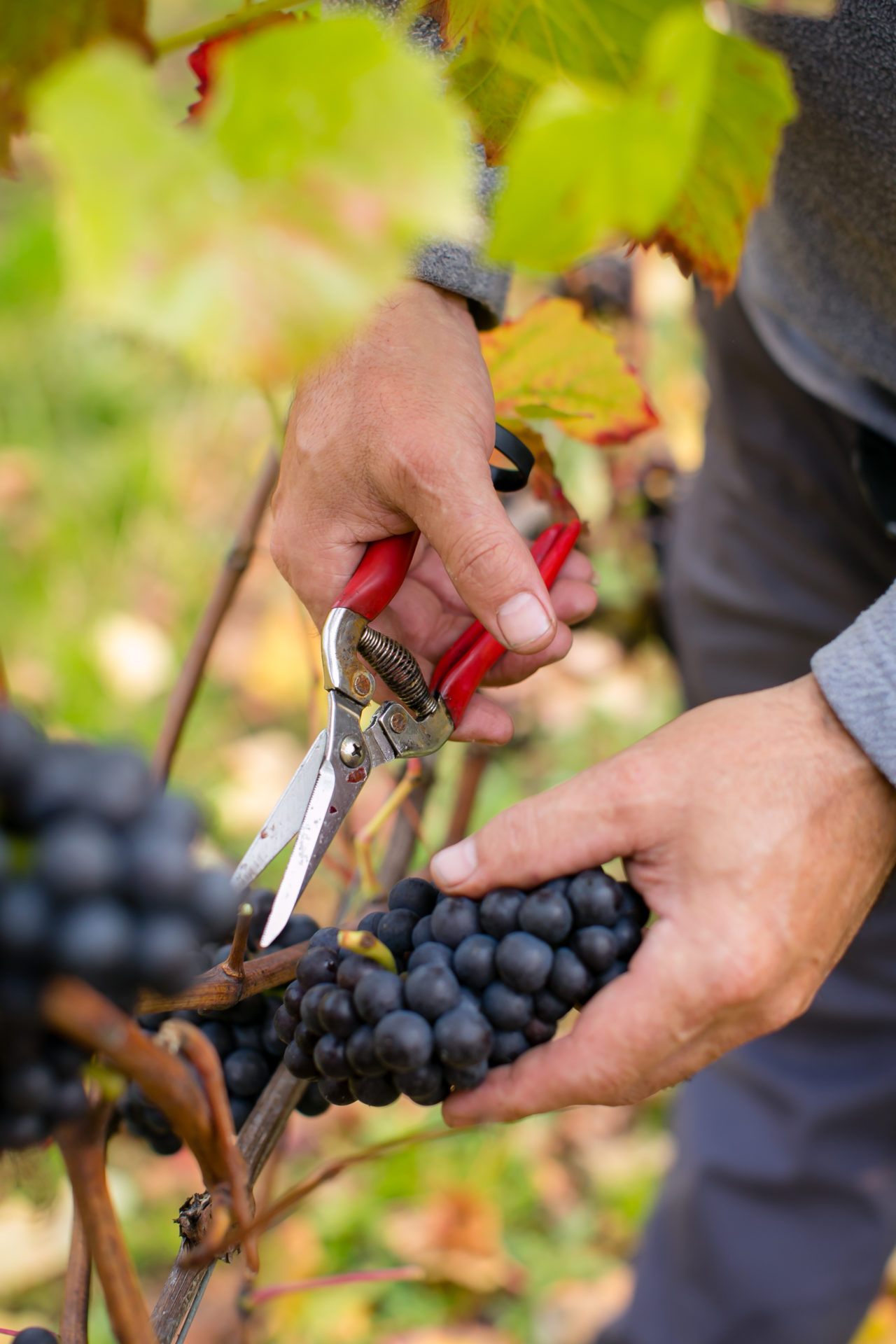 Champagne grape varieties