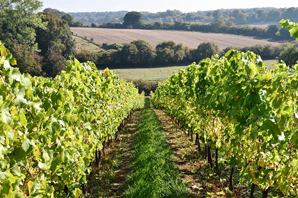 Coates & Seely's Hampshire vineyard