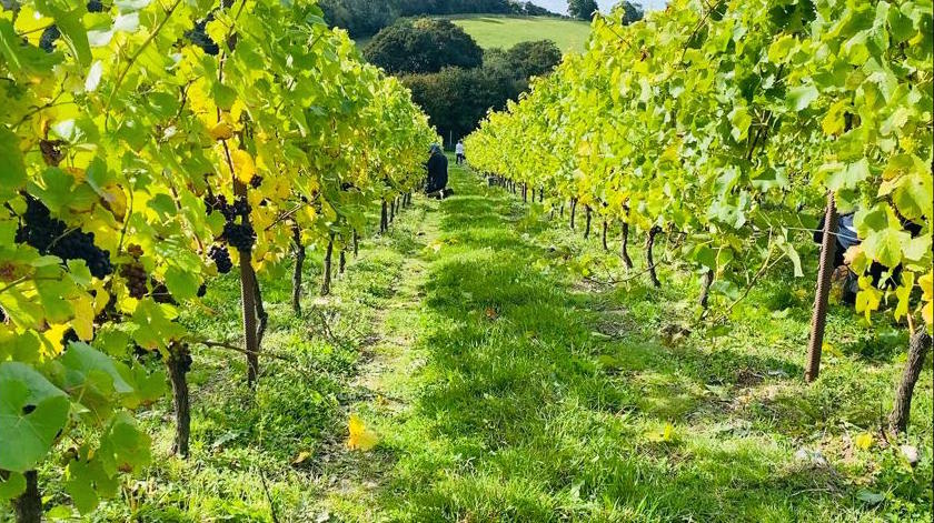 C&S Pinot Noir Vineyard Harvest 2020