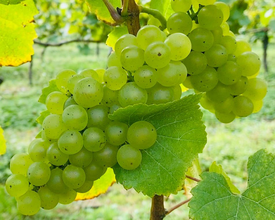 Chardonnay grapes C&S Harvest 2020