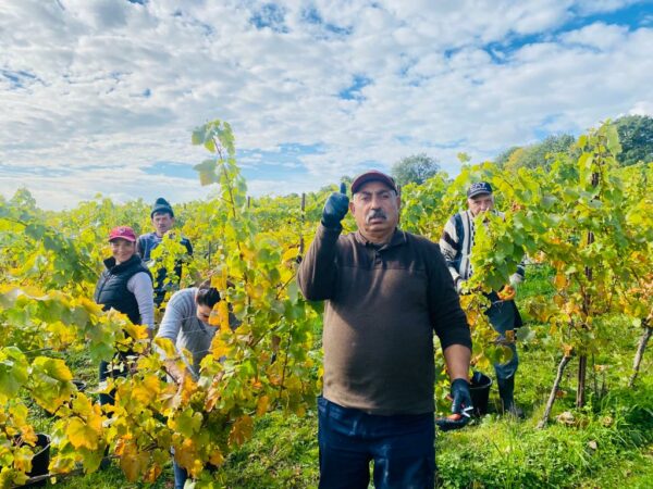 Coates & Seely grape harvest