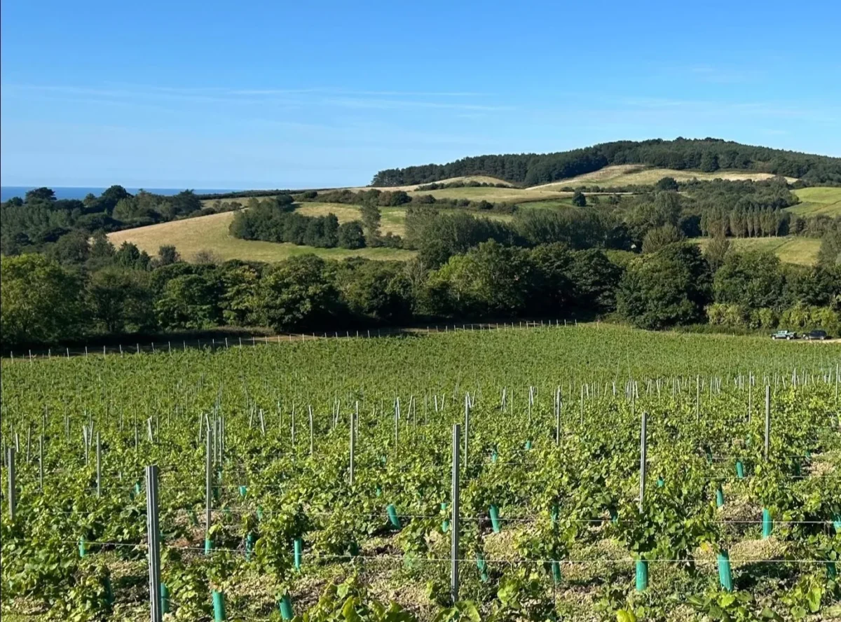 A Vineyard Diary December 2023